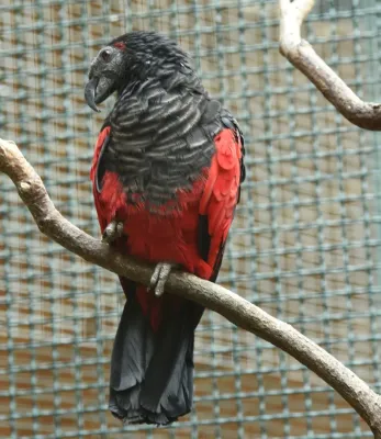 File:Borstenkopf (Psittrichas fulgidus).JPG