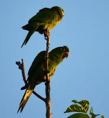 File:Haitisittich Psittacara chloropterus Aufnahme Punta Cana.JPG
