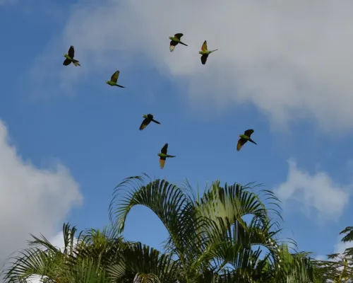 File:Haitisittich Psittacara chloropterus.JPG