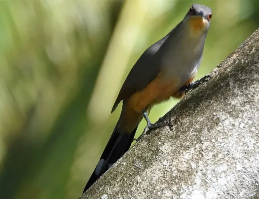 File:Haitikuckuck Coccyzus longirostris.JPG