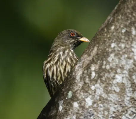 File:Palmenschwätzer Dulus dominicus.JPG