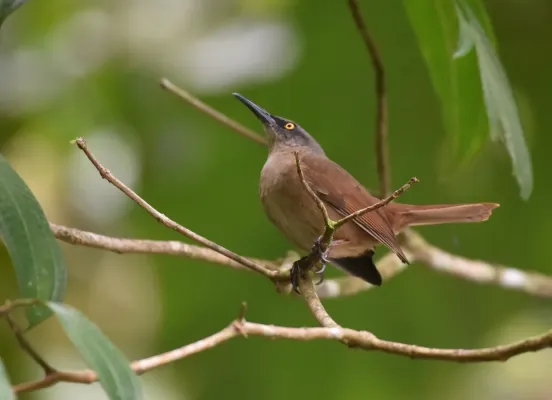 File:Braunzitterdrossel Cinclocerthia ruficauda tremula.JPG