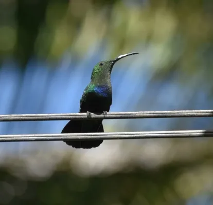File:Blaustern-Antillenkolibri (Eulampis holosericeus holosericeus).JPG
