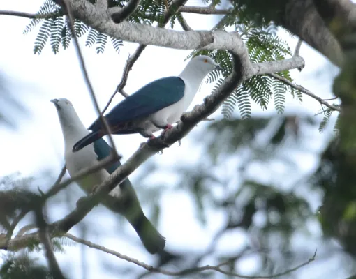File:Ducula concinna - Siau Island.JPG