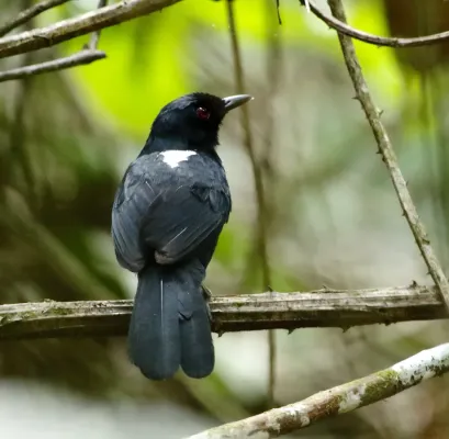 File:Pyriglena leuconota - White-backed fire-eye.JPG