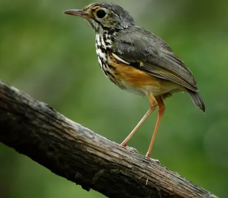 File:Hylopezus ochroleucus - White-browed antpitta.jpg