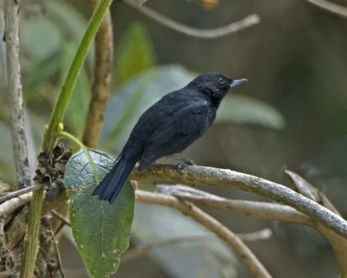 File:Diglossa humeralis by Lip Kee Yap.jpg