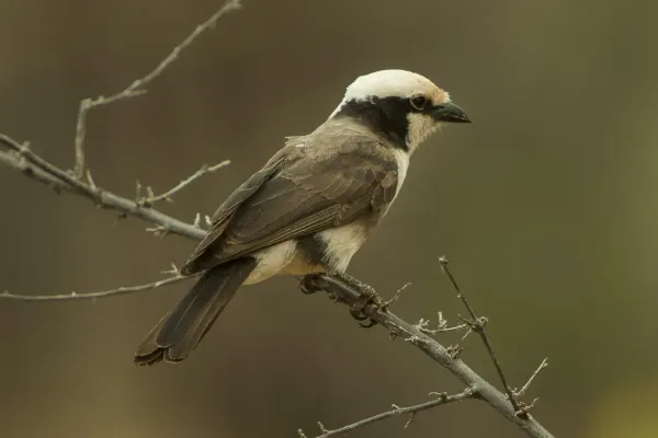 File:Eurocephalus ruppelli by Francesco Veronesi.jpg