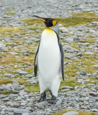File:SGI-2016-South Georgia (Fortuna Bay)–King penguin (Aptenodytes patagonicus) 04.jpg