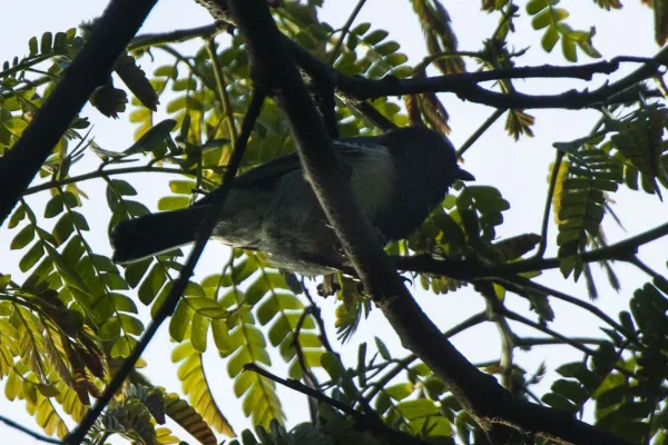 File:Melaniparus fasciiventer.jpg