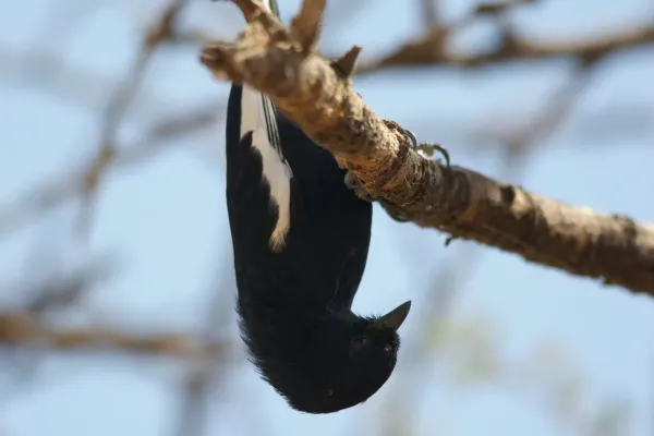 File:Melaniparus leucomelas.jpg