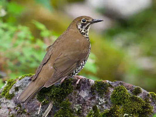 File:Himalayan Forest Thrush or Zoothera salimalii.jpg