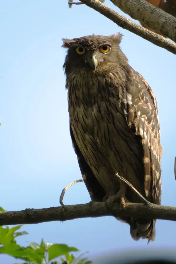 File:Brown Fish Owl (Ketupa zeylonensis) in Thrissur, Kerala.JPG