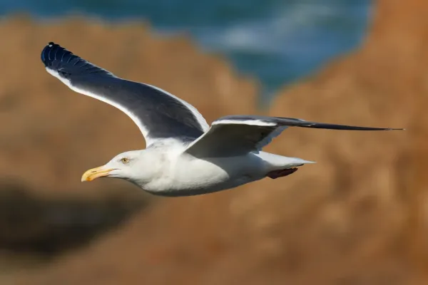 File:Larus occidentalis in flight (Bodega Head).jpg