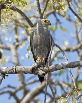 File:Dickinson's Kestrel (Falco dickinsoni) (23164736424).jpg