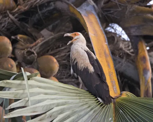 File:Palm-nut Vulture Gypohierax angolensis CF2P0577 (23792876035).jpg