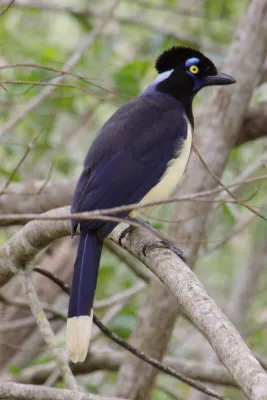 File:Cyanocorax chrysops MG 9622.jpg