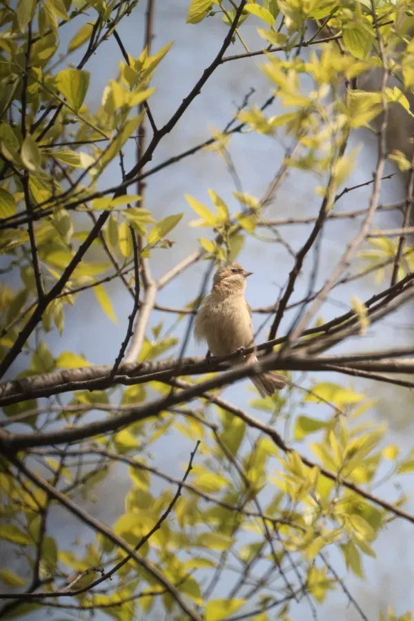 File:Chinese Penduline-tit (Remiz consobrinus) Chinabeutelmeise.JPG
