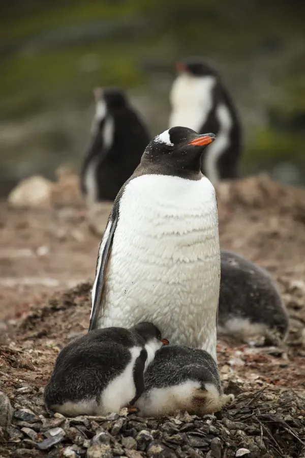 File:SouthShetland-2016-Livingston Island (Hannah Point)–Gentoo penguin (Pygoscelis papua) 05.jpg