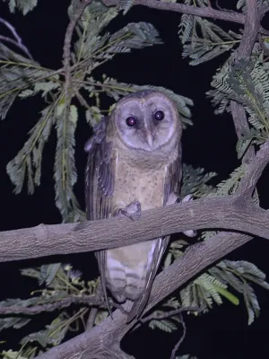 File:Tyto rosenbergii - Manado.JPG