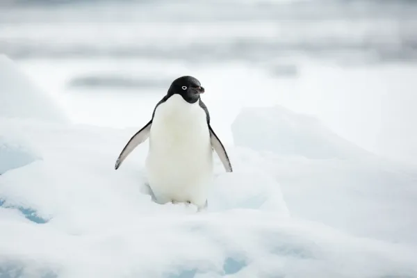 File:Hope Bay-2016-Trinity Peninsula–Adélie penguin (Pygoscelis adeliae) 02.jpg