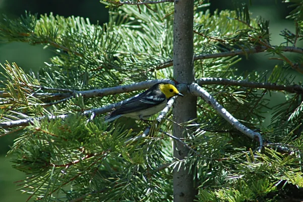 File:Hermit Warbler Setophaga occidentalis, Jackson Co, Oregon.jpg