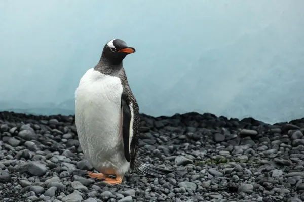 File:Brown Bluff-2016-Tabarin Peninsula–Gentoo penguin (Pygoscelis papua) 03.jpg