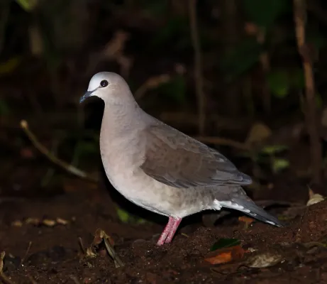 File:Leptotila rufaxilla - Gray-fronted dove.JPG