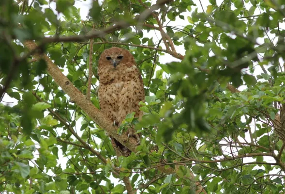 File:Pel's fishing owl, Scotopelia pel, at uMkhuze Game Reserve, kwaZulu-Natal, South Africa (15196440240).jpg