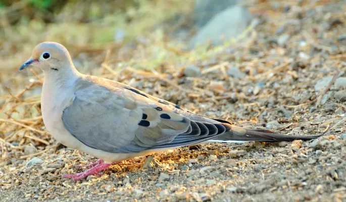 File:Zenaida macroura -California-8-2c.jpg