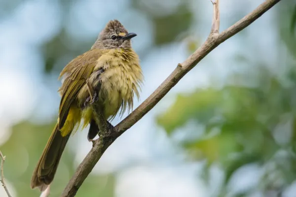 File:Pycnonotus flavescens, flavescent bulbul - Kaeng Krachan National Park (11261206113).jpg