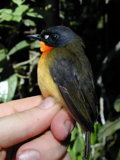File:Stiphrornis pyrrholaemus.jpg