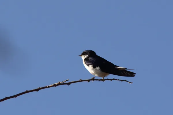 File:Hirundo megaensis Mega.jpg