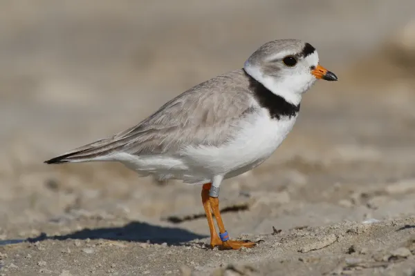 File:Charadrius-melodus-004 edit.jpg