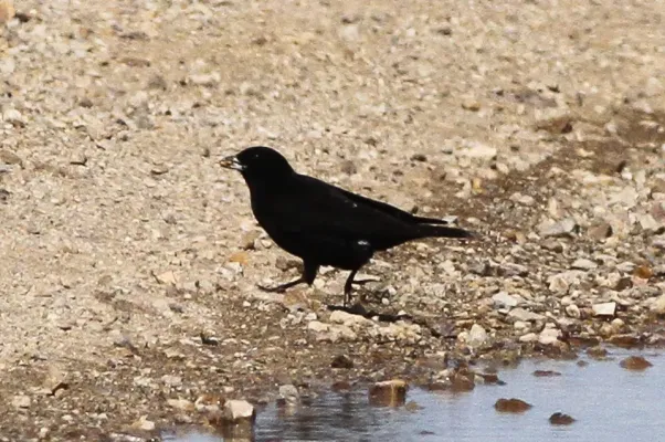 File:Melanocorypha yeltoniensis, Kazakhstan 1.jpg