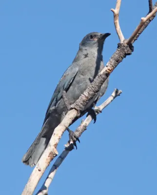 File:Gymnorhinus cyanocephalus, El Morro NM, Cibola Co., New Mexico 2.jpg