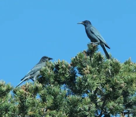 File:Gymnorhinus cyanocephalus, Bear Creek, Huntington, Emery Co., Utah 1.jpg