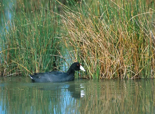 File:Fulica alai.jpg