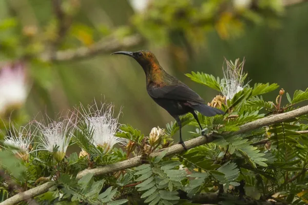 File:Cinnyris cupreus by Francesco Veronesi.jpg