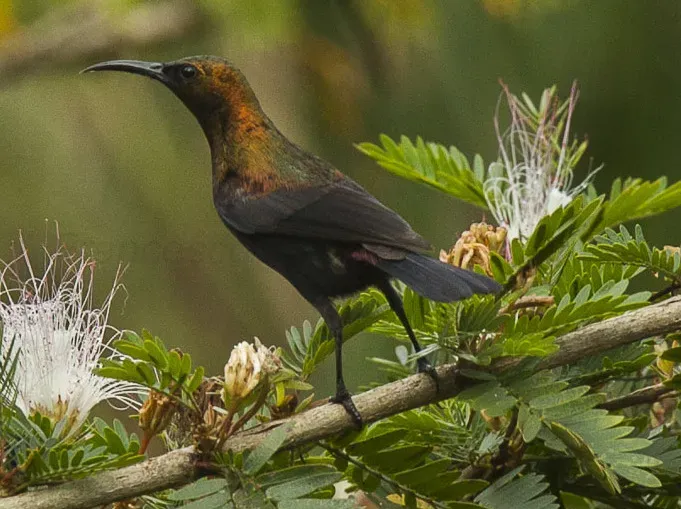 File:Cinnyris cupreus by Francesco Veronesi (cropped).jpg