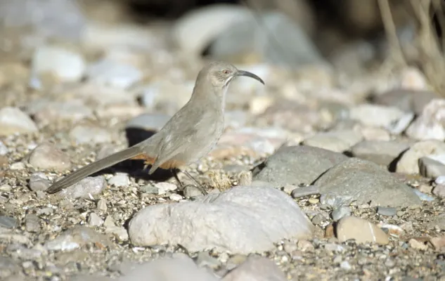 File:Toxostoma crissale.jpg
