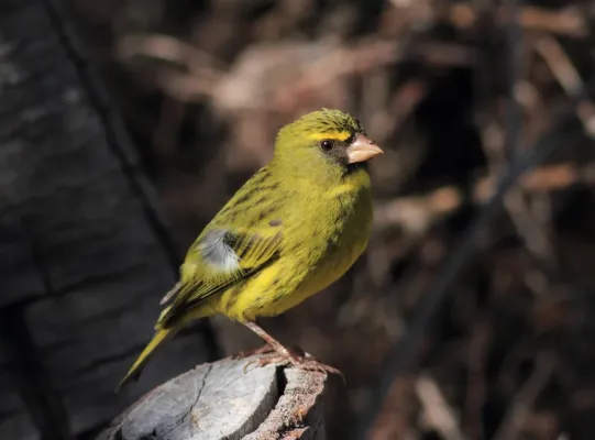 File:Crithagra scotops, Kirstenbosch 2.jpg