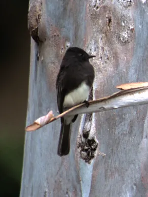 File:Sayornis nigricans NBII.jpg