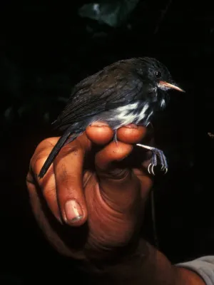 File:Corythopis torquatus.jpg