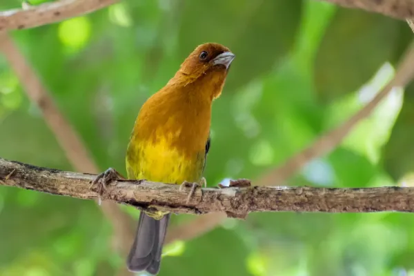 File:Ochre-breasted Brushfinch - Atlapetes Ajicero (Atlapetes semirufus denisei) (24838526499).jpg