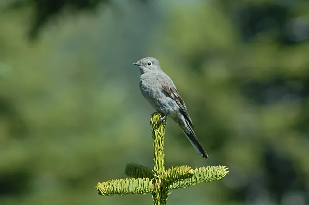 File:Myadestes townsendi, Mt Ashland Road, Oregon 1.jpg