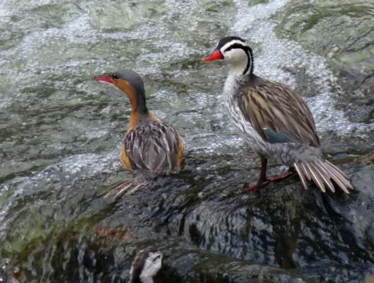 File:Merganetta armata (Pato de torrente) (24726521941).jpg