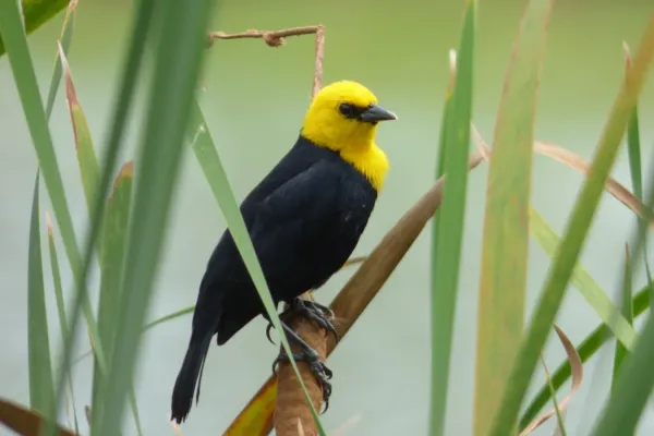 File:Chrysomus icterocephalus (Monjita pantanera) (8) (14420579547).jpg