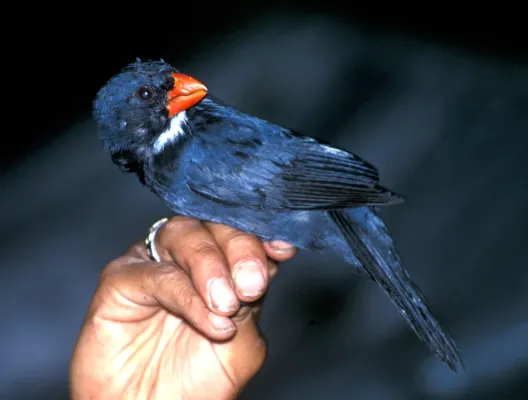 File:Saltator grossus.jpg