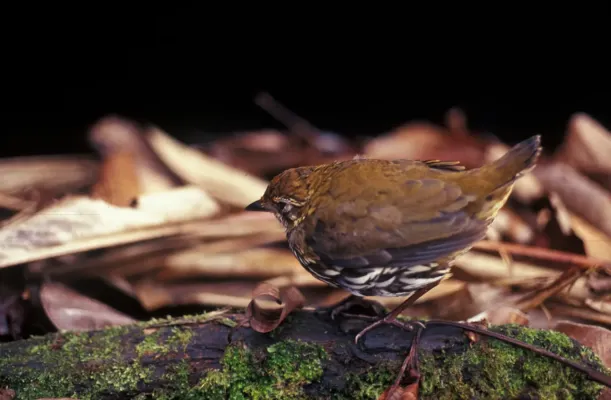 File:Chamaeza nobilis.jpg